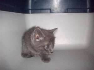 Vand British Shorthair rasa pura