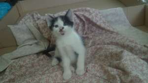 ofer pisici spre adoptie