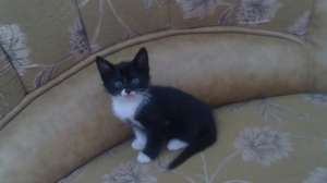ofer pisici spre adoptie
