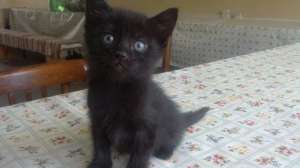 ofer pisici spre adoptie