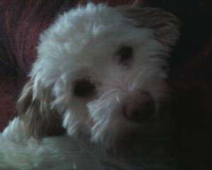 caine