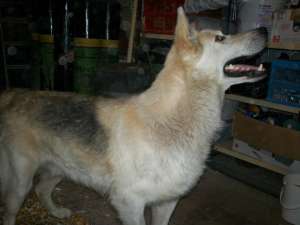 ACEST HUSKY ISI CAUTA STAPANII!