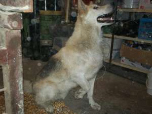 ACEST HUSKY ISI CAUTA STAPANII!