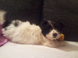 Vand Bichon Maltez