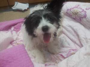 Vand Bichon Maltez