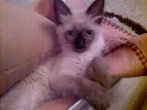 Vand pisica de rasa Ragdoll