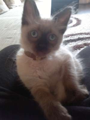 Vand pisica de rasa Ragdoll