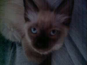 Vand pisica de rasa Ragdoll