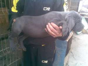 Vand Cane Corso
