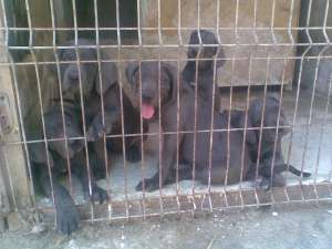 Vand Cane Corso