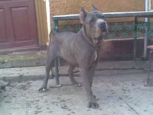 Vand Cane Corso