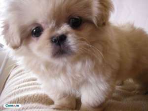 adopt pui de caini