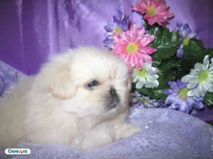 adopt pui de caini
