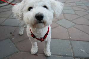 Ofer spre monta mascul BICHON FRISE in IASI