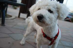 Ofer spre monta mascul BICHON FRISE in IASI