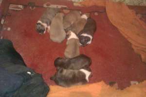 Pui amstaff de vanzare