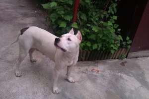 Pui amstaff de vanzare