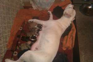 Pui amstaff de vanzare