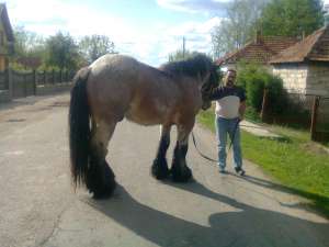 armasar rasa belgian curata pedigree dangale romania nascut 2008 august