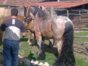 armasar rasa belgian curata pedigree dangale romania nascut 2008 august