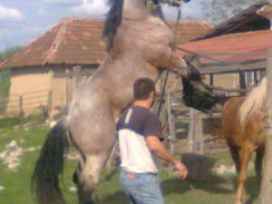 armasar rasa belgian curata pedigree dangale romania nascut 2008 august