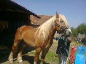 armasar rasa ardenez romanesc pedigre dangale aramasar  fatat 2007 martie