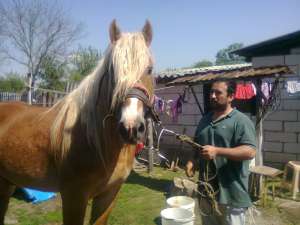 armasar rasa ardenez romanesc pedigre dangale aramasar  fatat 2007 martie