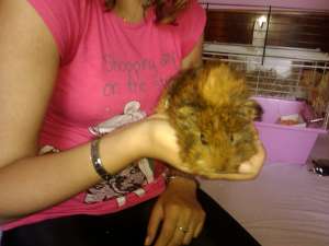 donez/vand porcusori de guinnea