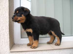 Pui