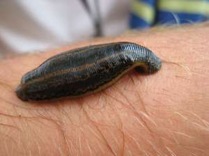 lipitori hirudomedicinale