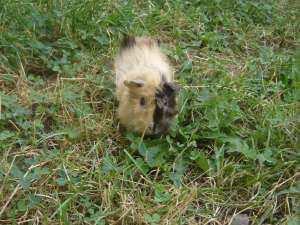 Porcusor de Guineea de vanzare