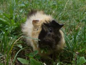 Porcusor de Guineea de vanzare