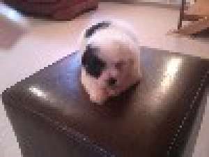 PUI BICHON HAVANESE MINI(TOY)-110 E