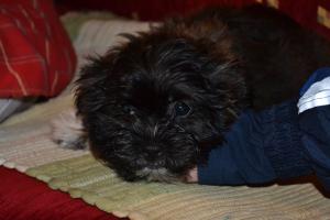 Vand Shih Tzu