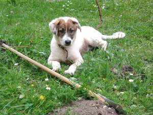 Ofer caine ciobanesc gratis