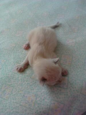 vand pisicute birmaneze ku angora turceasca