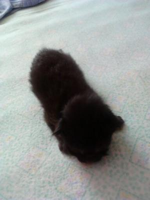 vand pisicute birmaneze ku angora turceasca