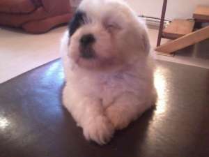 PUI BICHON HAVANESE-VAND SAU SCHIMB CU SCUTER