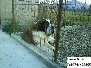Vand catei saint bernard cu pedigree.