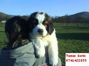 Vand catei saint bernard cu pedigree.