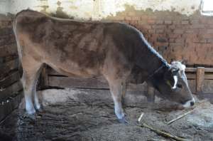Junca 3 ani