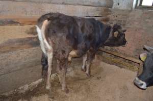 Taur 300 kg si 450 kg