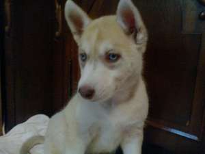 Husky siberian deosebiti