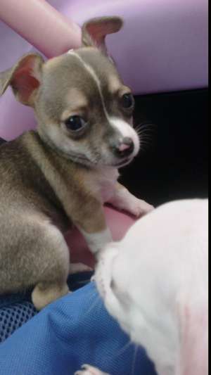 catelusi chihuahua