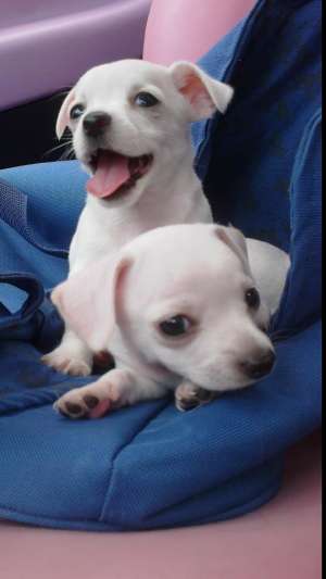 catelusi chihuahua