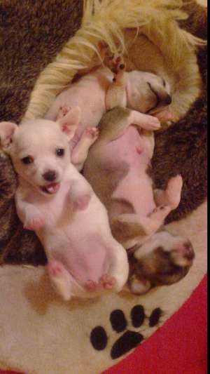 catelusi chihuahua