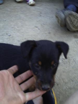 Vand pui jagdterrier,   superbi