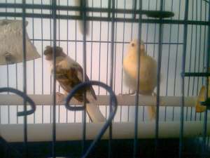 Vand canari