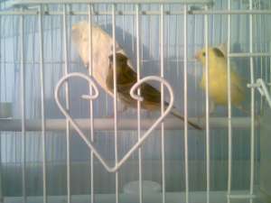 Vand canari