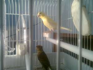 Vand canari